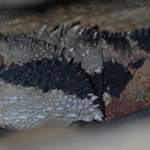 Intellagama lesueurii lesueurii at Blue Mountains National Park, NSW - suppressed