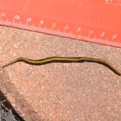 Caenoplana bicolor at Evatt, ACT - 1 Aug 2021