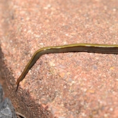 Caenoplana bicolor at Evatt, ACT - 1 Aug 2021