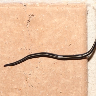 Caenoplana coerulea (Blue Planarian, Blue Garden Flatworm) at Evatt, ACT - 1 Aug 2021 by TimL