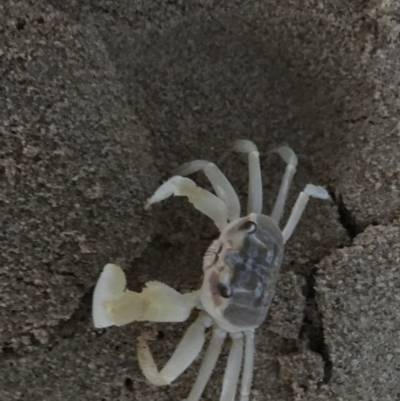 Ocypode cordimana (Smooth-Handed Ghost Crab) at Broulee Moruya Nature Observation Area - 25 Jan 2021 by Tapirlord