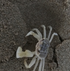 Ocypode cordimana (Ghost crab) at Batemans Marine Park - 25 Jan 2021 by Tapirlord
