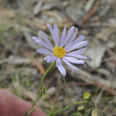 Brachyscome rigidula (Hairy Cut-leaf Daisy) at Bruce, ACT - 11 Apr 2021 by michaelb