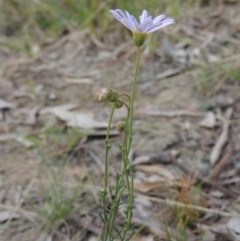 Brachyscome rigidula at Bruce, ACT - 11 Apr 2021