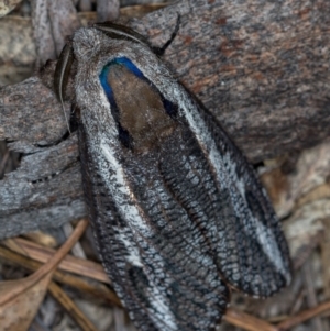 Endoxyla encalypti at Paddys River, ACT - 12 Nov 2018