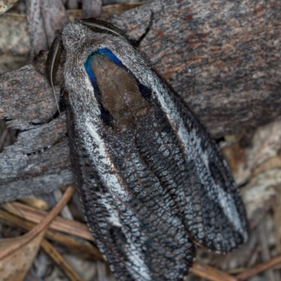 Endoxyla encalypti (Wattle Goat Moth) at Tidbinbilla Nature Reserve - 12 Nov 2018 by Bron
