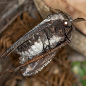 Endoxyla encalypti at Paddys River, ACT - 12 Nov 2018