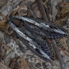 Endoxyla encalypti at Paddys River, ACT - 12 Nov 2018