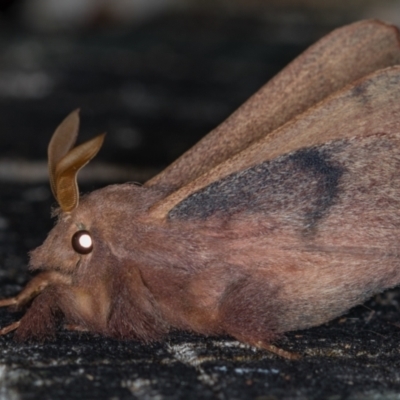 Pararguda rufescens (Rufous Snout Moth) at Paddys River, ACT - 12 Nov 2018 by Bron