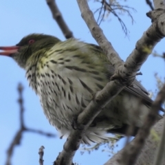 Oriolus sagittatus (Olive-backed Oriole) at Narrabundah, ACT - 26 Jul 2021 by RobParnell