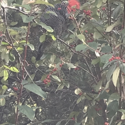 Callocephalon fimbriatum (Gang-gang Cockatoo) at City Renewal Authority Area - 26 Jul 2021 by Tapirlord