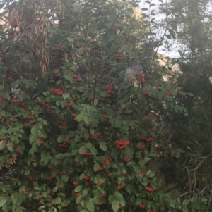 Callocephalon fimbriatum at Lyneham, ACT - suppressed