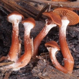 Tubaria serrulata at Acton, ACT - 8 Jul 2021