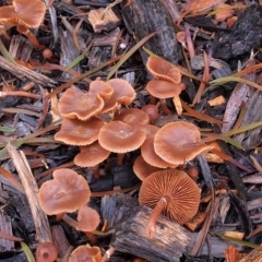 Tubaria serrulata at Acton, ACT - 8 Jul 2021