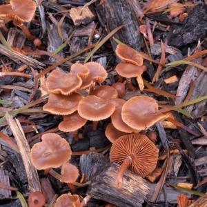 Tubaria serrulata at Acton, ACT - 8 Jul 2021