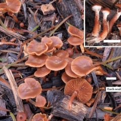 Tubaria serrulata at Acton, ACT - 8 Jul 2021