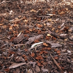 Tubaria serrulata at Acton, ACT - 8 Jul 2021