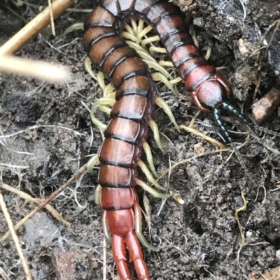 Cormocephalus aurantiipes (Orange-legged Centipede) at Bruce, ACT - 27 Jul 2021 by Tapirlord