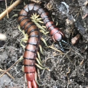 Cormocephalus aurantiipes at Bruce, ACT - 27 Jul 2021 10:22 AM