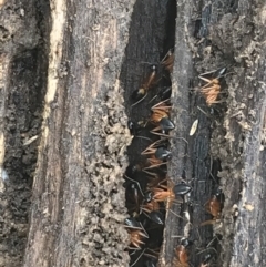 Camponotus consobrinus (Banded sugar ant) at Bruce Ridge to Gossan Hill - 27 Jul 2021 by Tapirlord