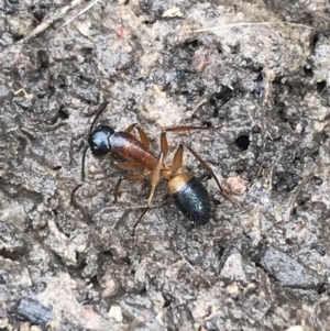 Camponotus consobrinus at Bruce, ACT - 27 Jul 2021