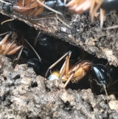 Camponotus consobrinus at Bruce, ACT - 27 Jul 2021