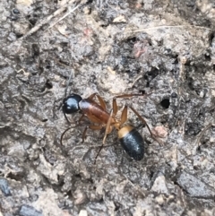 Camponotus consobrinus at Bruce, ACT - 27 Jul 2021 10:23 AM