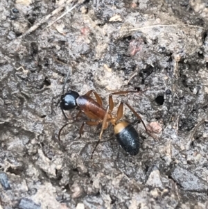 Camponotus consobrinus at Bruce, ACT - 27 Jul 2021