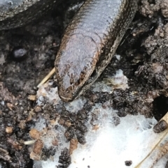 Lampropholis delicata (Delicate Skink) at Bruce Ridge to Gossan Hill - 27 Jul 2021 by Tapirlord