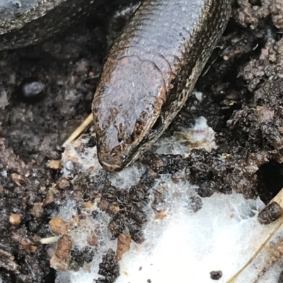 Lampropholis delicata (Delicate Skink) at Bruce, ACT - 27 Jul 2021 by Tapirlord