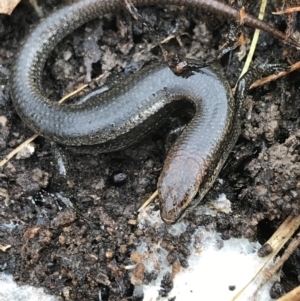 Lampropholis delicata at Bruce, ACT - 27 Jul 2021 10:24 AM