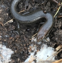 Lampropholis delicata at Bruce, ACT - 27 Jul 2021 10:24 AM