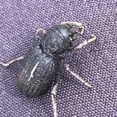 Cubicorhynchus sp. (genus) (Ground weevil) at Bruce Ridge - 27 Jul 2021 by Tapirlord