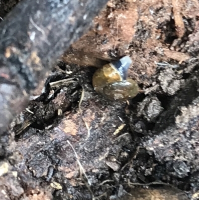 Oxychilus alliarius (Garlic Snail) at Bruce Ridge - 27 Jul 2021 by Tapirlord