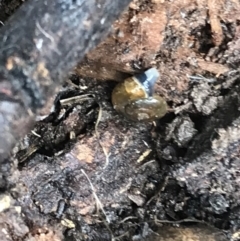 Unidentified Snail or Slug (Gastropoda) (TBC) at Aranda, ACT - 27 Jul 2021 by Tapirlord