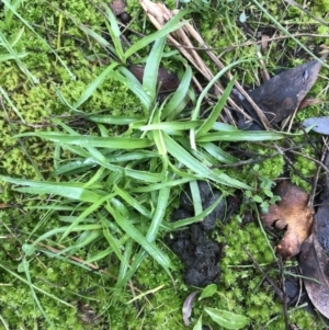 Luzula sp. at Bruce, ACT - 27 Jul 2021