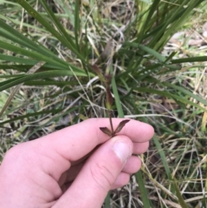 Verbena caracasana at Bruce, ACT - 27 Jul 2021