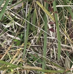 Verbena caracasana at Bruce, ACT - 27 Jul 2021