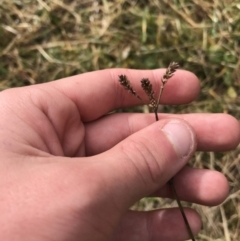 Verbena caracasana at Bruce, ACT - 27 Jul 2021