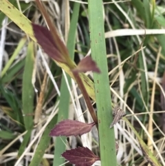 Verbena caracasana at Bruce, ACT - 27 Jul 2021