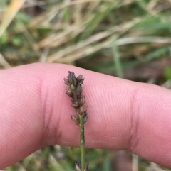 Verbena caracasana at Bruce, ACT - 27 Jul 2021