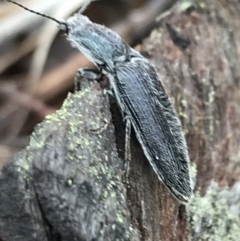 Crepidomenus sp. (genus) (Click beetle) at Bruce Ridge - 27 Jul 2021 by Tapirlord