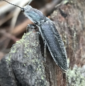 Crepidomenus sp. (genus) at Bruce, ACT - 27 Jul 2021 10:37 AM