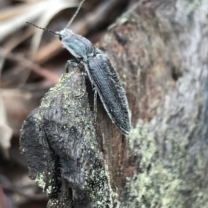 Crepidomenus sp. (genus) at Bruce, ACT - 27 Jul 2021 10:37 AM