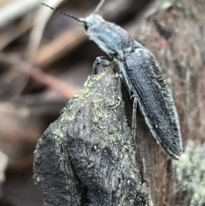 Crepidomenus sp. (genus) at Bruce, ACT - 27 Jul 2021 10:37 AM