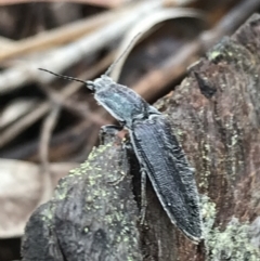 Crepidomenus sp. (genus) at Bruce, ACT - 27 Jul 2021 10:37 AM