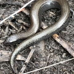 Hemiergis talbingoensis (Eastern Three-toed Earless Skink) at Bruce, ACT - 27 Jul 2021 by Tapirlord