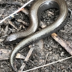 Hemiergis talbingoensis (Three-toed Skink) at Bruce Ridge - 27 Jul 2021 by Tapirlord