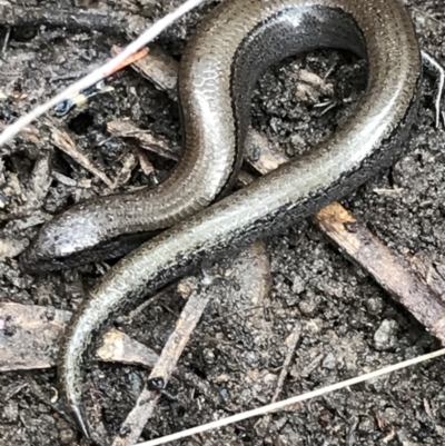 Hemiergis talbingoensis (Eastern Three-toed Earless Skink) at Bruce, ACT - 27 Jul 2021 by Tapirlord