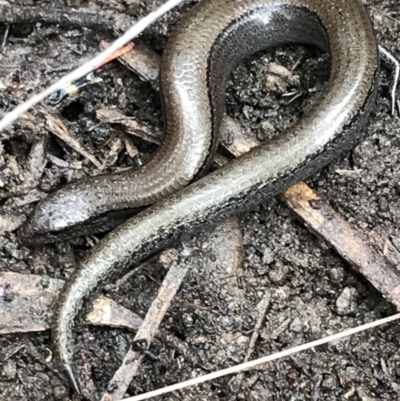 Hemiergis talbingoensis (Three-toed Skink) at Bruce Ridge - 27 Jul 2021 by Tapirlord